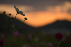 日の出を待つ秋桜（２）