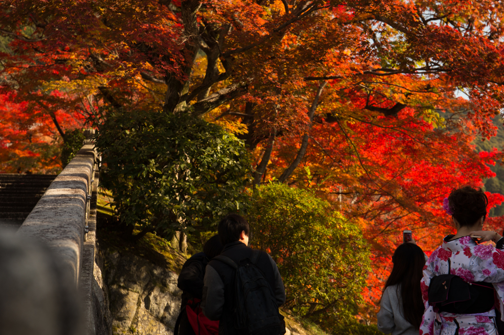 紅葉高揚