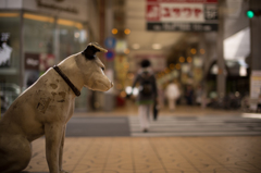 あるレコード屋の番犬（その３）