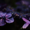 葉漏れ日を浴びる紫陽花(3/3)