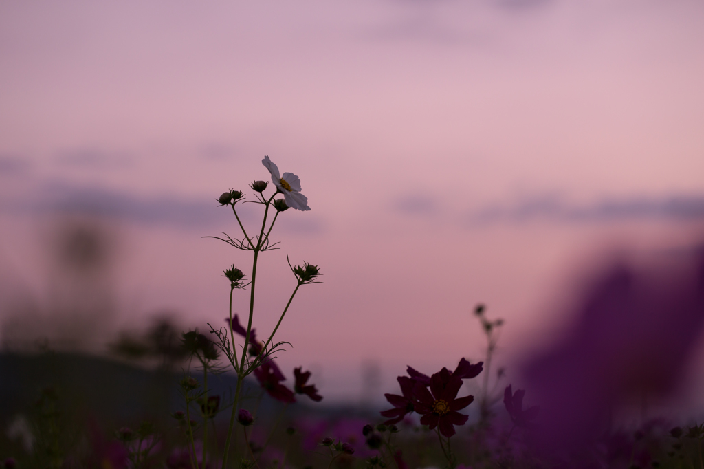 狭間に佇む秋桜
