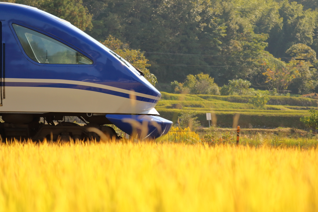 黄金の稲穂と山陽本線の列車 (3/4)