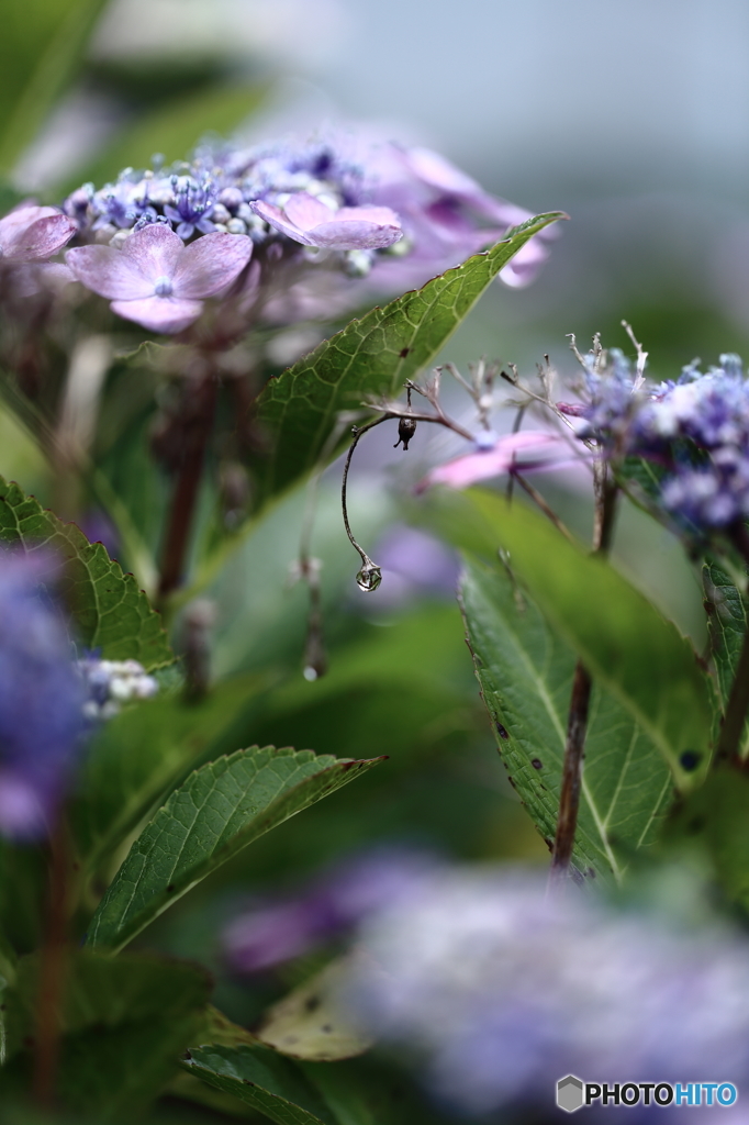 庭の紫陽花