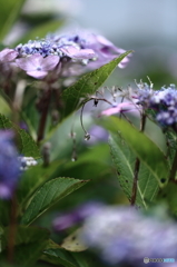庭の紫陽花