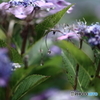 庭の紫陽花