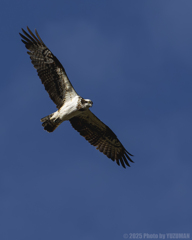 見つめるミサゴ