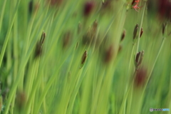 青い茎