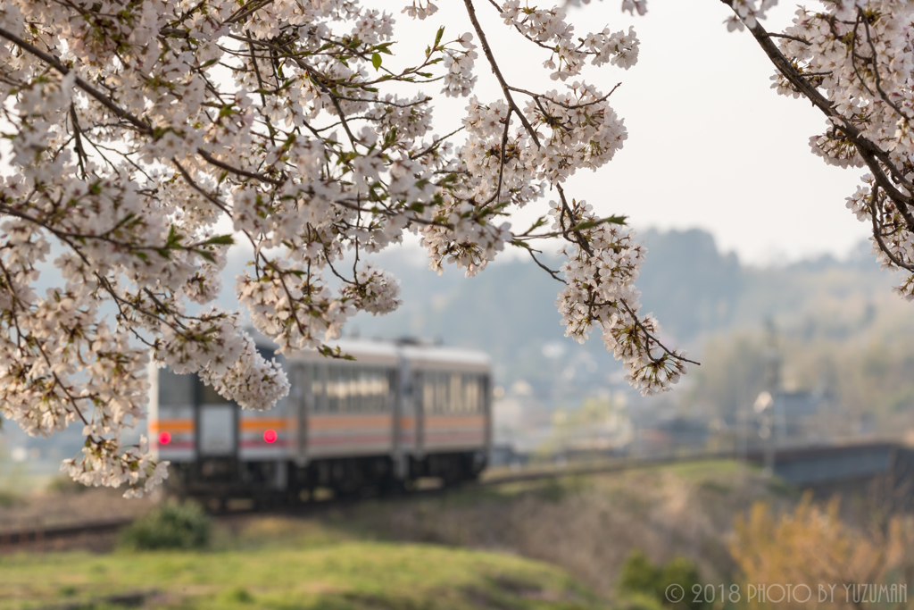 朝日に照らされる桜咲く駅