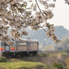 朝日に照らされる桜咲く駅