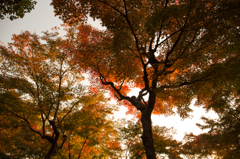 京都紅葉めぐり（35/50）