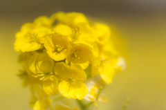 菜の花
