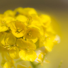 菜の花