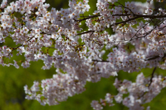 桜と柳