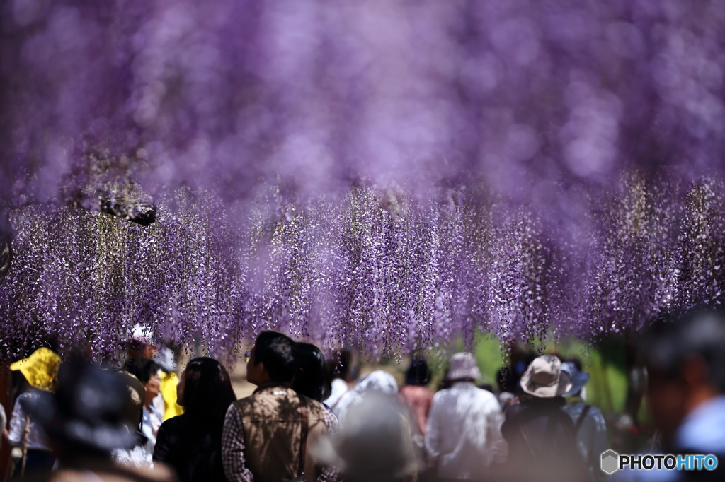 '16 藤公園の藤（オマケ編）