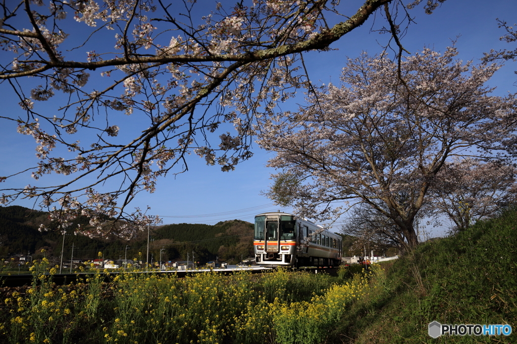 桜の中の列車