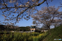 桜の中の列車