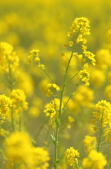 御津西部菜の花畑(2/3)