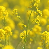 御津西部菜の花畑(2/3)