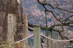 樹齢1000年の桜