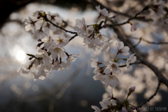 咲き乱れる桜