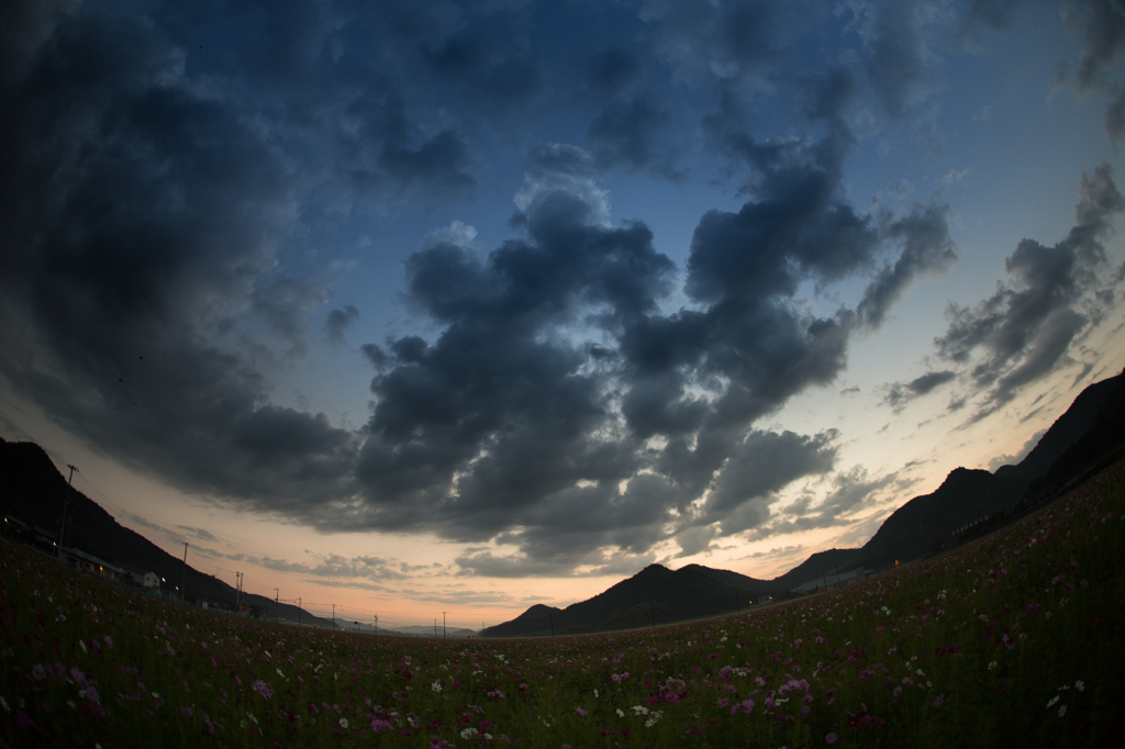 '14馬場のコスモス畑の夜明け