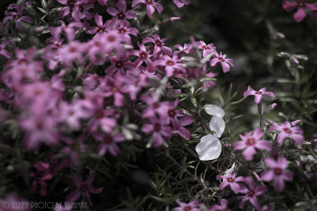 ヤマサの芝桜（２／１０）