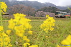 菜の花香る春列車