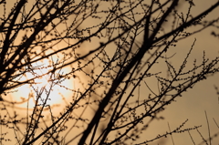 Silhouette of a bud