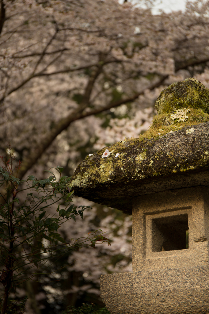 灯篭と桜