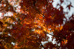 京都紅葉めぐり（2/50）