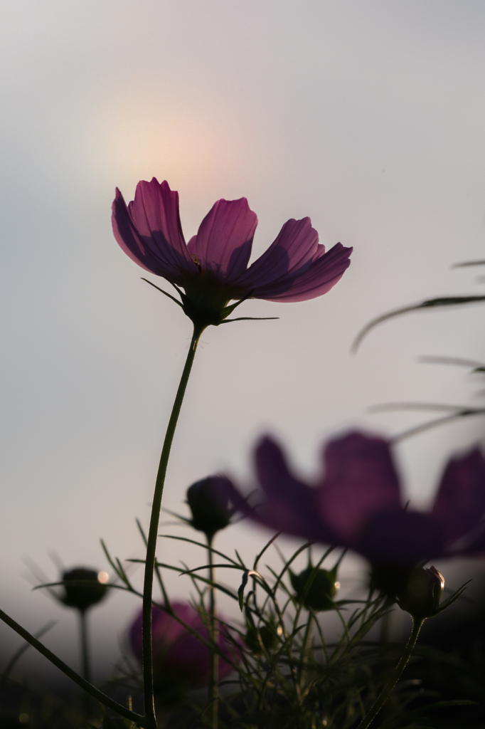 虹が舞い降りる秋桜