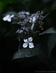 滴る花びら