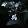 滴る花びら