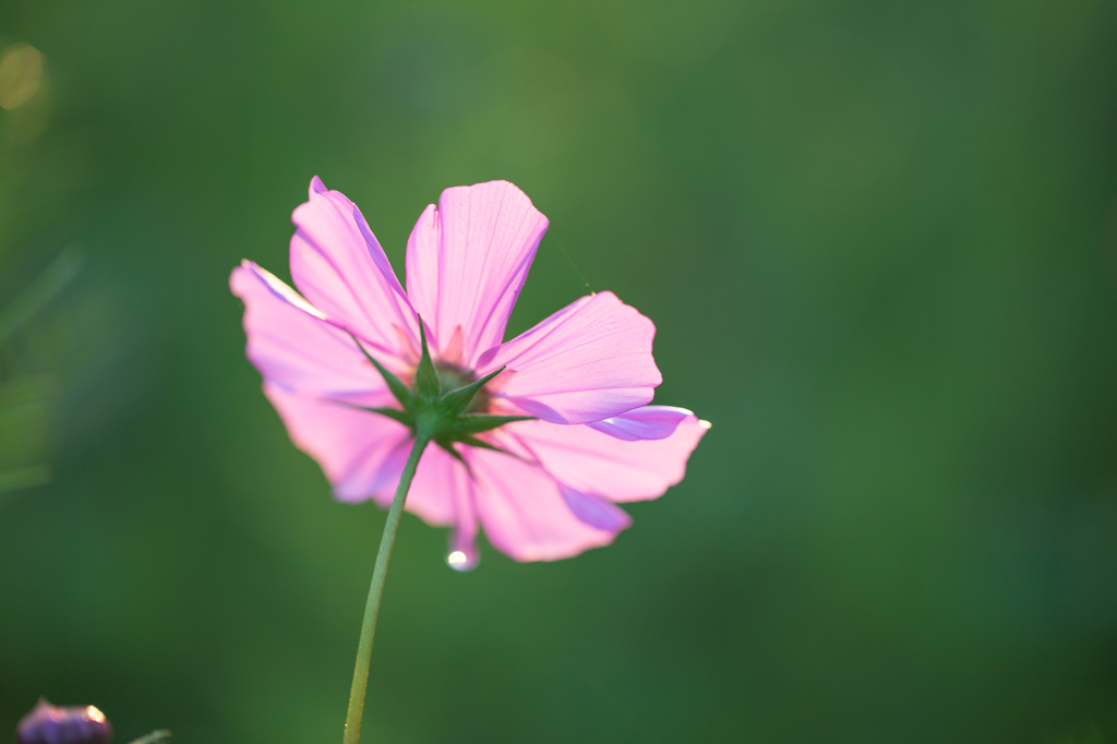 透ける秋桜の花びら