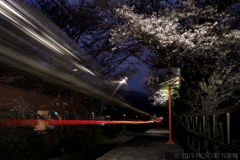 遅咲きの桜トンネル