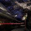 遅咲きの桜トンネル