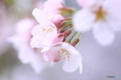 神社の桜（5/6）