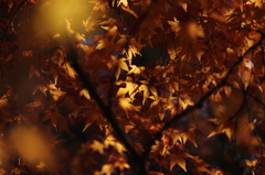 golden leaf