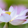 開花