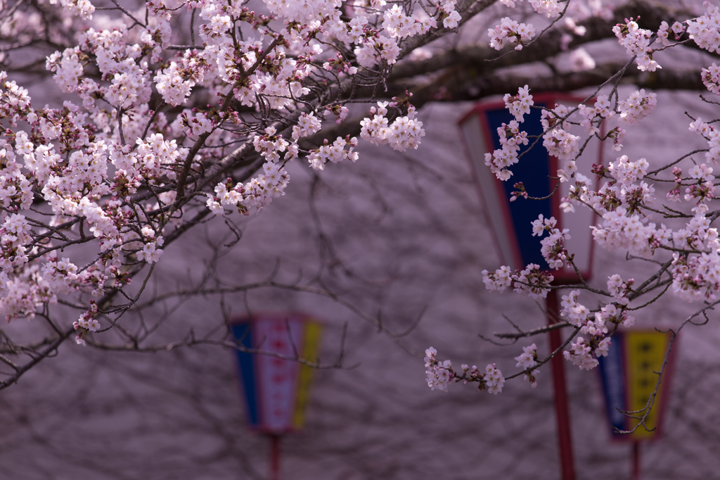桜の天井