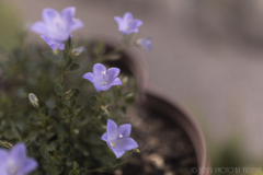 庭の花（６／６）