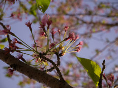 葉桜