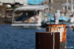 黄昏フクロウ