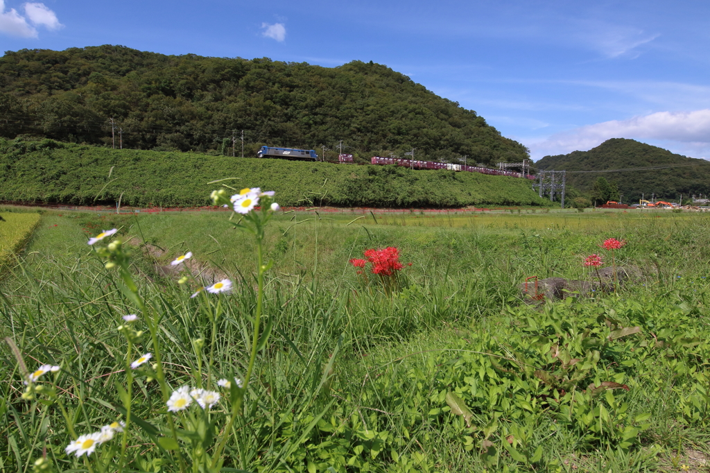 彼岸花の丘をゆく貨物列車