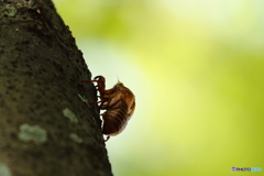 夏の忘れ物