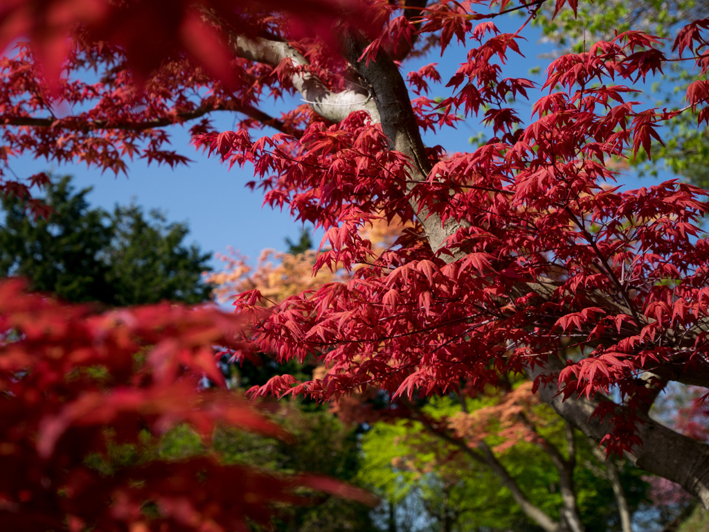 春の紅葉・赤