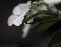 雫