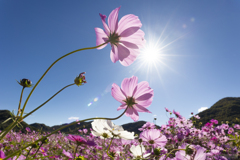 秋晴れにそよぐコスモス