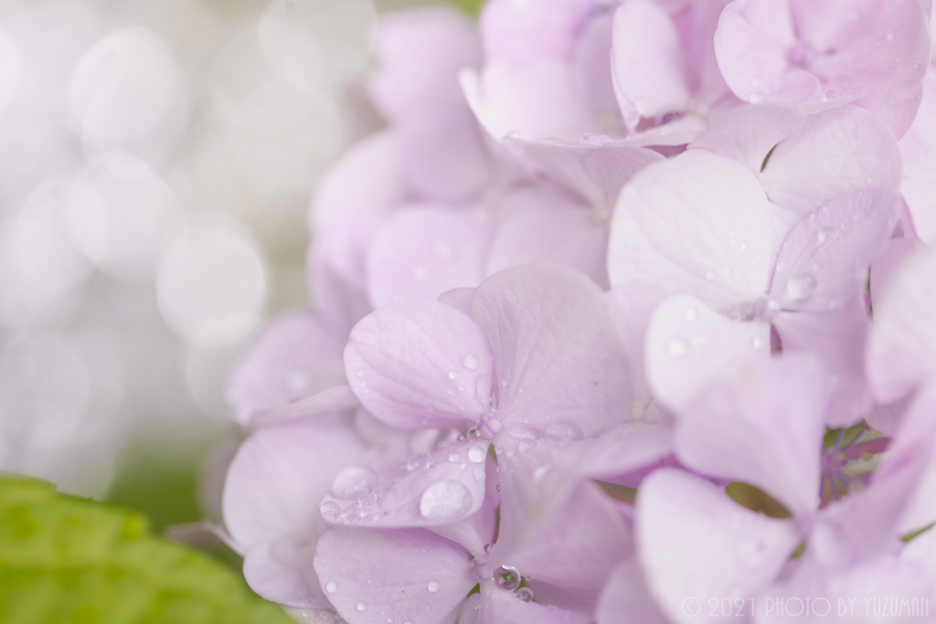 煌めくピンクの紫陽花