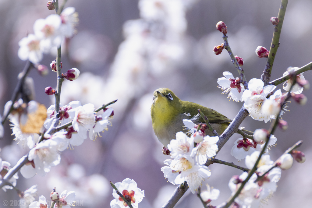 春を見上げて